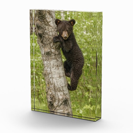 Bärenkuppe im Baum Fotoblock (Rechts)
