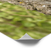 Bärenkuppe im Baum Poster (Ecke)