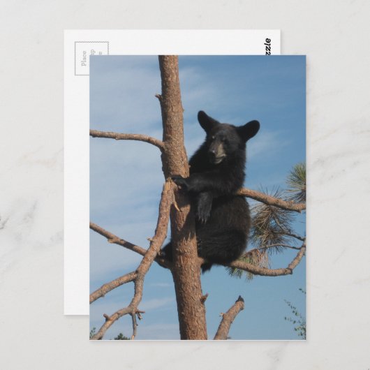 Bärenkuppe im Baum Postkarte (Vorne/Hinten)
