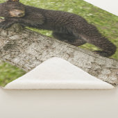 Bärenkuppe im Baum Sherpadecke (3/4)