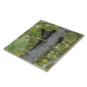 Bärenkuppe Kletterbaum Fliese (Seite)