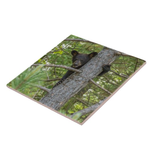 Bärenkuppe Kletterbaum Fliese (Seite)