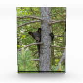 Bärenkuppe Kletterbaum Fotoblock (Vorderseite)