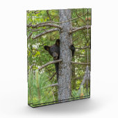 Bärenkuppe Kletterbaum Fotoblock (Links)