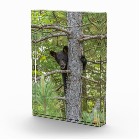 Bärenkuppe Kletterbaum Fotoblock (Rechts)