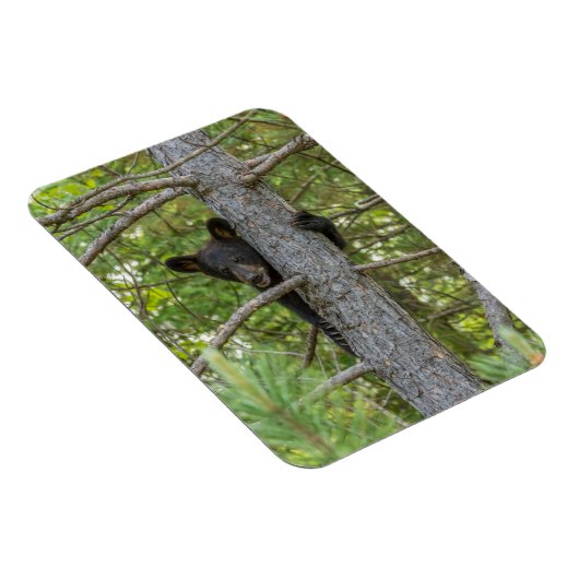 Bärenkuppe Kletterbaum Magnet (Rechte Seite)