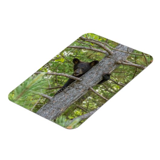 Bärenkuppe Kletterbaum Magnet (Linke Seite)