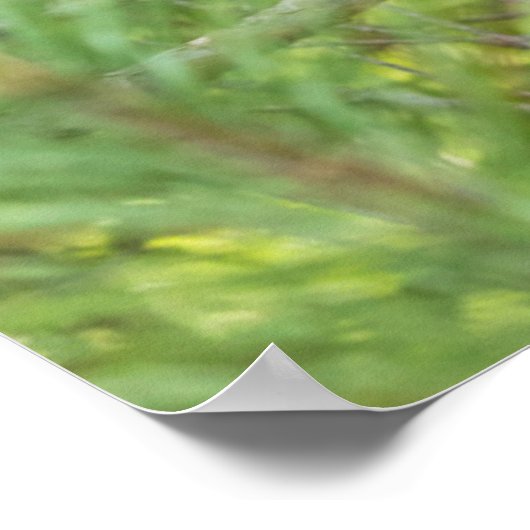 Bärenkuppe Kletterbaum Poster (Ecke)