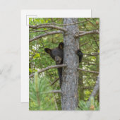 Bärenkuppe Kletterbaum Postkarte (Vorne/Hinten)