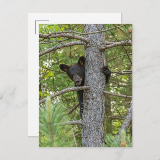 Bärenkuppe Kletterbaum Postkarte (Vorne/Hinten)