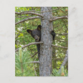 Bärenkuppe Kletterbaum Postkarte (Vorderseite)