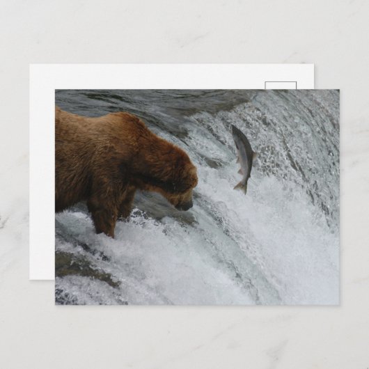 Bärenlachs, Brooks Falls Alaska Postkarte (Vorne/Hinten)