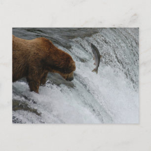 Bärenlachs, Brooks Falls Alaska Postkarte