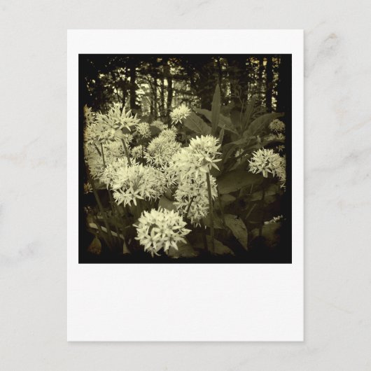 Bärenlauch. Postkarte (Vorderseite)