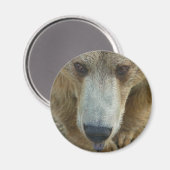 Bärenlecken Magnet (Vorderseite/Rückseite)