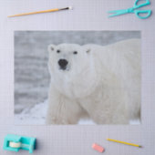 Bärenpapier Seidenpapier (Basteln)