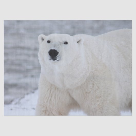 Bärenpapier Seidenpapier (Vorderseite)