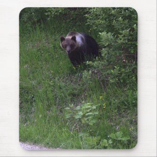 Bärenpolster Mousepad