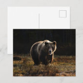 Bärenpostkarte Postkarte (Vorne/Hinten)
