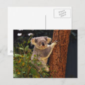 Bärenpostkarte Postkarte (Vorne/Hinten)