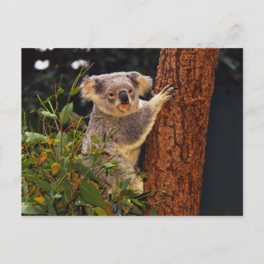 Bärenpostkarte Postkarte (Vorderseite)