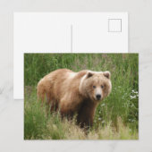 Bärenschlossenheit, Brooks Falls Alaska Postkarte (Vorne/Hinten)