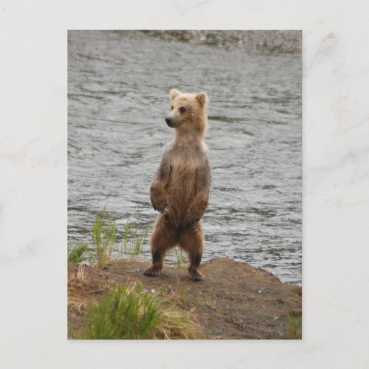 Bärenschlossenheit, Brooks Falls Alaska Postkarte (Vorderseite)