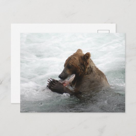 Bärenschlossenheit, Brooks Falls Alaska Postkarte (Vorne/Hinten)