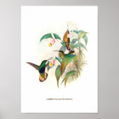 Bärenschwanz-Samt-Brust Poster (Vorne)