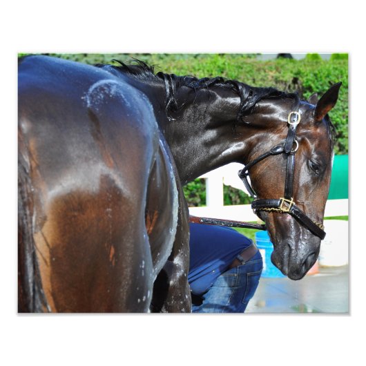 Bärensighting Fotodruck (Vorne)