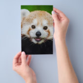 Bärentierspezialisten personalisieren flyer (Handgriff)