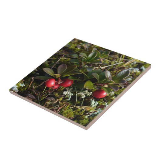 Bärentraube, Arctostaphylus uva-ursi Fliese (Seite)