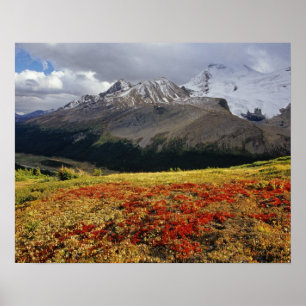 Bärentraube im frühen Herbst Athabasca-Gipfel in d Poster