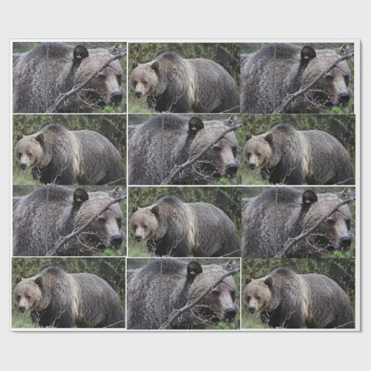 Bärenwackelpapier Geschenkpapier (Flach)