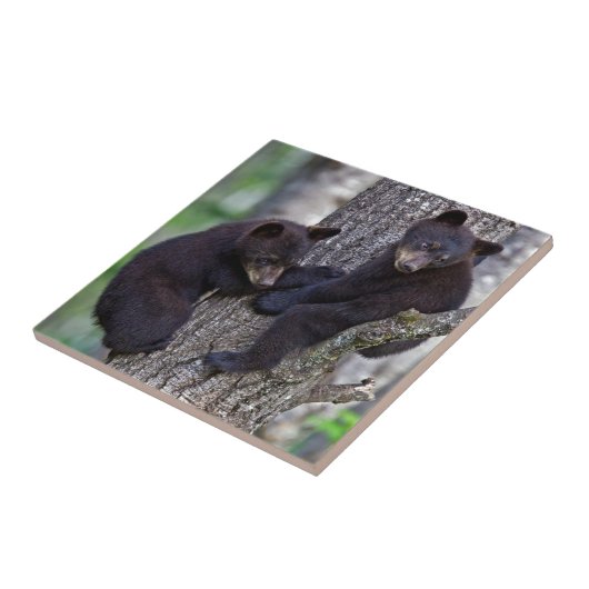 Bärenzapfen Trembing Niedlichen Tiere Fliese (Seite)