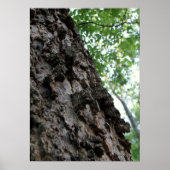 Bark auf einem Baum Poster (Vorne)