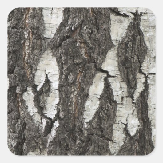 Bark Birch Wood Quadratischer Aufkleber (Vorderseite)