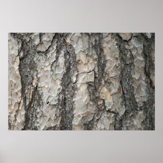 Bark Pine Wood Poster (Vorne)