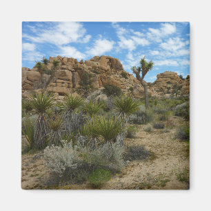 Barker Dam Loop Wandern im Joshua Tree Nationalpar Magnet
