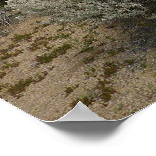 Barker Dam Loop Wandern im Joshua Tree Nationalpar Poster (Ecke)