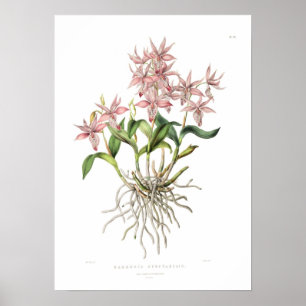 Barkeria spectabilis durch Fräulein Drake Poster