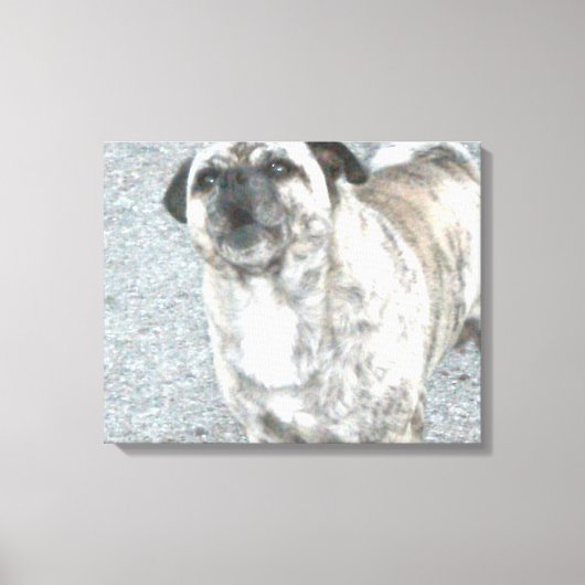 Barking Bull Dog Leinwanddruck (Vorderseite)
