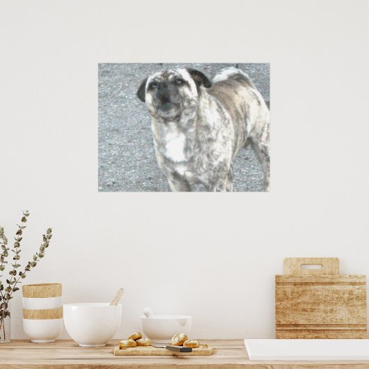 Barking Bull Dog Poster (Küche)