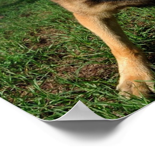 Barking German Shepherd Poster (Ecke)