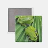 Barking Tree Frog (hyla gratiosa) Magnet (Vorderseite/Rückseite)
