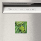 Barking Tree Frog (hyla gratiosa) Magnet (In Situ (Geschirrspüler))