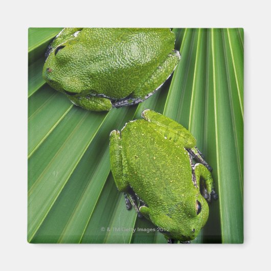 Barking Tree Frog (hyla gratiosa) Magnet (Vorne)