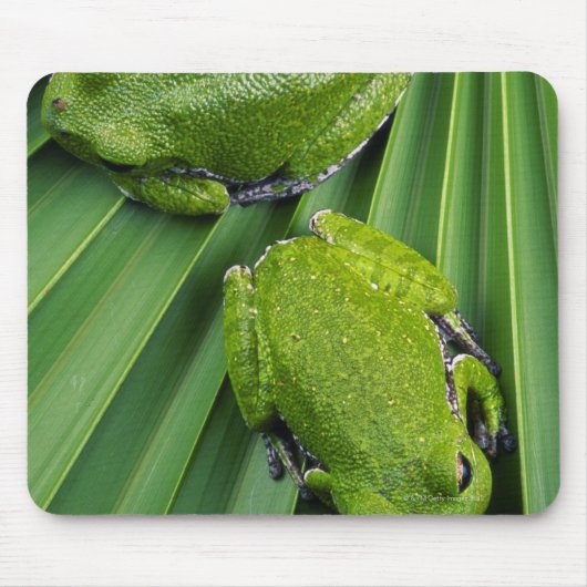 Barking Tree Frog (hyla gratiosa) Mousepad (Vorne)