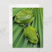 Barking Tree Frog (hyla gratiosa) Postkarte (Vorne/Hinten)