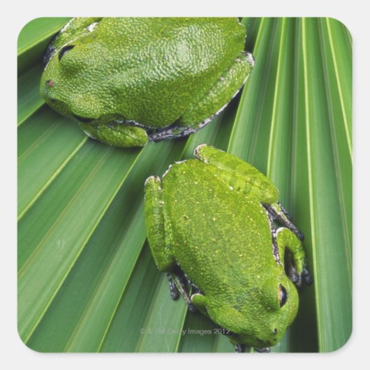 Barking Tree Frog (hyla gratiosa) Quadratischer Aufkleber (Vorderseite)
